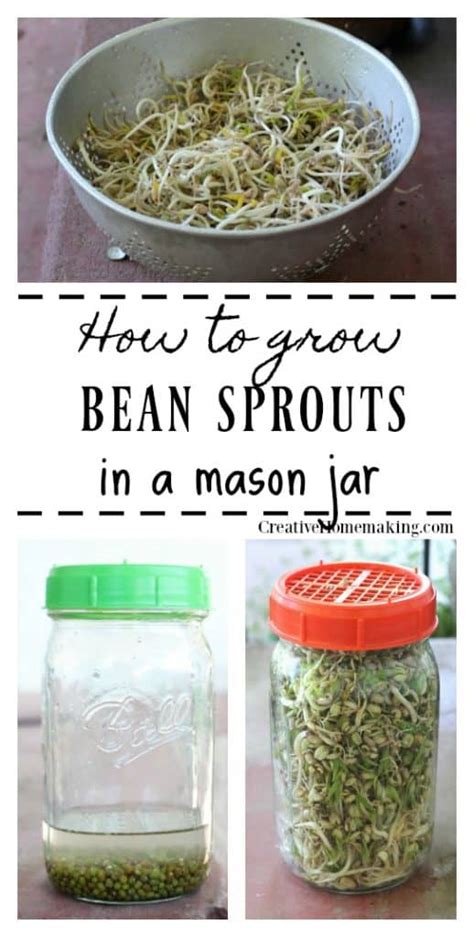 Growing Bean Sprouts in a Jar - Creative Homemaking