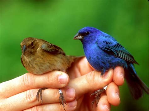 The Indigo Bunting Beautiful Songbird Of The Americas Owlcation