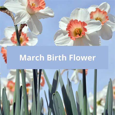 March Birth Flower: Daffodil Symbolism and Meaning