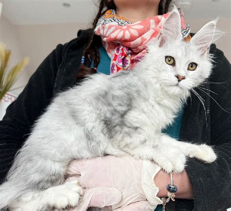 Chaton Maine Coon Femelle Disponible En Ile De France Yvelines