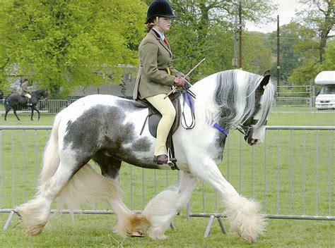 Mrfluffy Feet One Of The Coolest Traditional Cobs On The Show Circuit