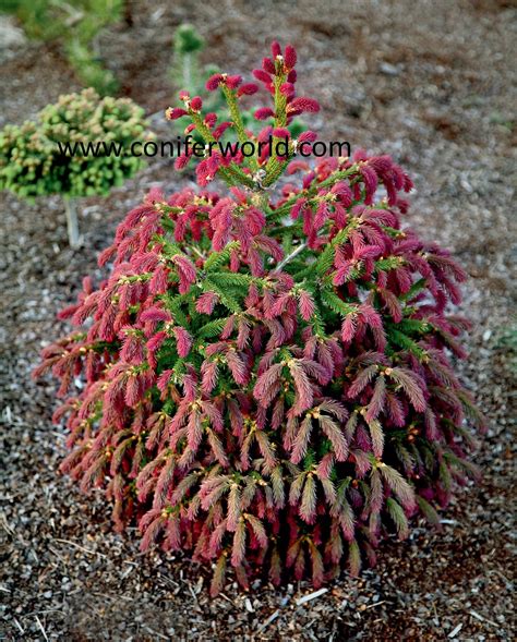 Dwarf Upright Conifers