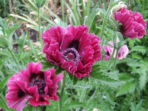 How To Grow Oriental Poppy Flowers In Your Garden My Desired Home