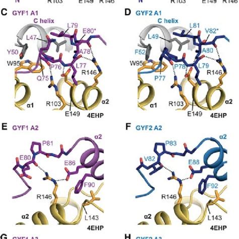 Interaction Between The Gyf1 2 Auxiliary Sequences And 4ehp A B Download Scientific Diagram