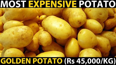 Golden Potatoes Most Expensive Potatoes In The World Le Bonnotte