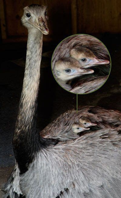 Rhea Chicks Burrow In Their Fathers Feathers Pet Birds Birds Ostriches