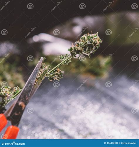 Cannabis Trichomes Close-up. Medical Harvest Stock Photo - Image of black, macro: 136436936