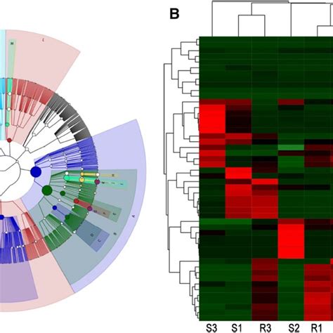 Taxonomic Cladogram Indicating The Phylogenetic Distribution Of