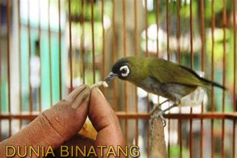 5 Cara Merawat Burung Pleci Agar Lebih Bervariasi