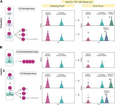 Frontiers Maldi Tof Mass Spectrometry For Interrogating Ubiquitin Enzymes