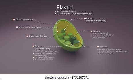 Plastids Images, Stock Photos & Vectors | Shutterstock