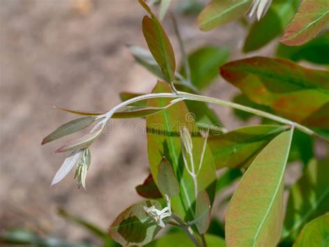 Eucalyptus Tree Growing Stock Photo Image Of Brown 284606164