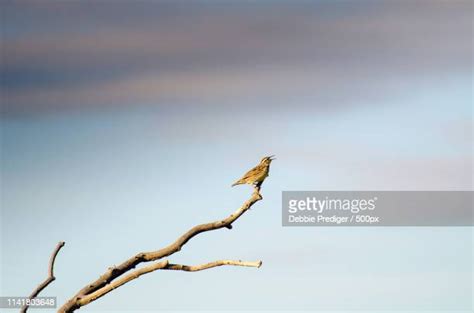 Provost Alberta Photos and Premium High Res Pictures - Getty Images