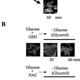 Glucose Deprivation Induces Nuclear Accumulation Of Pap1 Strain EHH14