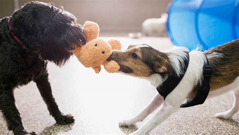 10 Best Indoor Games for Dogs That You and Fido Should Try!