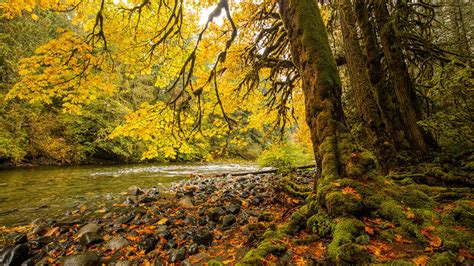 Fonds D Ecran 1366x768 Canada Parc Rivières Automne Pierres Vancouver Island Parks Le Tronc