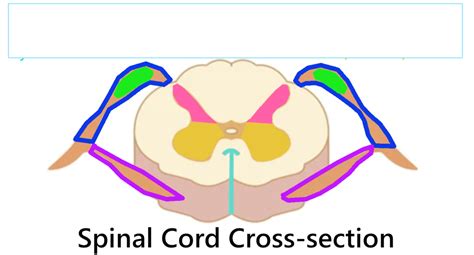 Spinal Cord Cross Section Diagram Quizlet