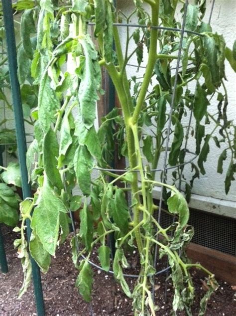 Tomato Plant Suddenly Wilting Help