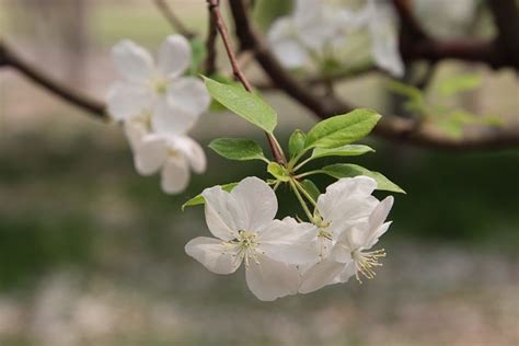 Malus Spectabilis Natur Pflanze Kostenloses Foto Auf Pixabay Pixabay