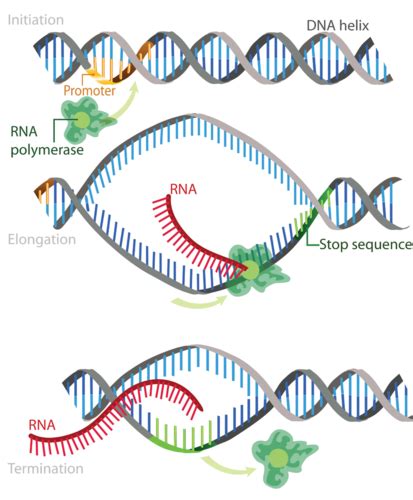 Transcription Of Dna To Rna Read Biology Ck 12 Foundation