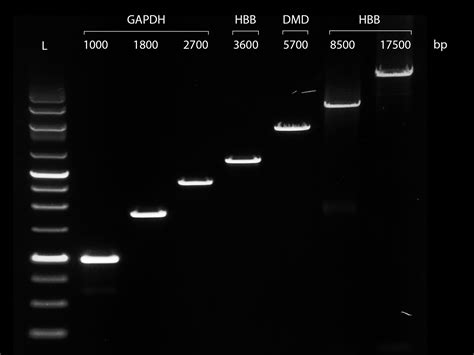 Pcrbio Verifi Polymerase Mixes Pcr Biosystems