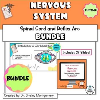 Anatomy And Physiology Unit Spinal Cord And Reflex Arc Bundle