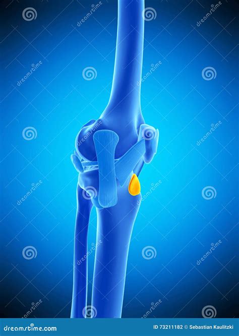 The Deep Infrapatellar Bursa Stock Illustration Illustration Of