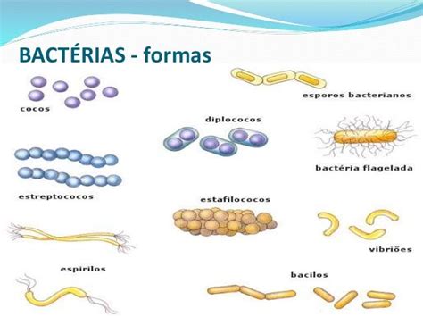 Microorganismo Concepto Tipos Caracteristicas Y Ejemplos Images