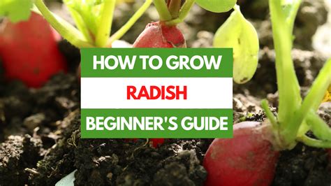 How To Grow Radish A Beginner S Guide Gardening Eats