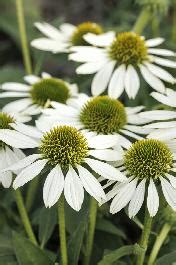 Kismet White Coneflower Echinacea Hybrid TNECHKW PP 30 856