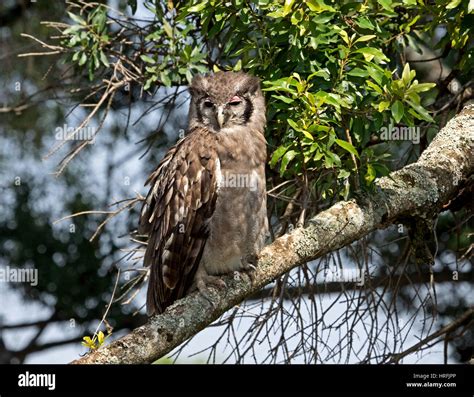 Verreauxs Eagle Owl Perching On Branch In Broad Daylight Greater Mara