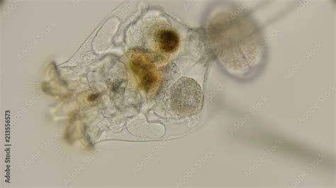 Brachionus Plicatilis Rotifer How It Feeds And How Microorganisms Get