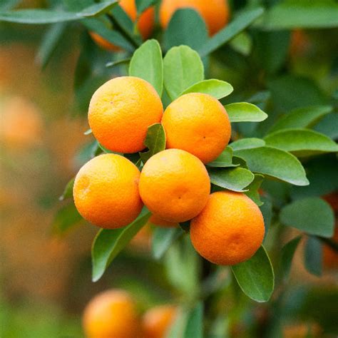 Satsuma (Owari) Mandarin Tree