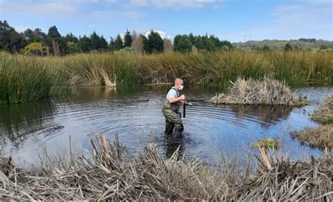 Inician Monitoreos De Calidad Del Agua En Humedal Urbano Los Maitenes