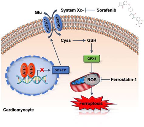 Frontiers Atf Promotes Ferroptosis In Sorafenib Induced