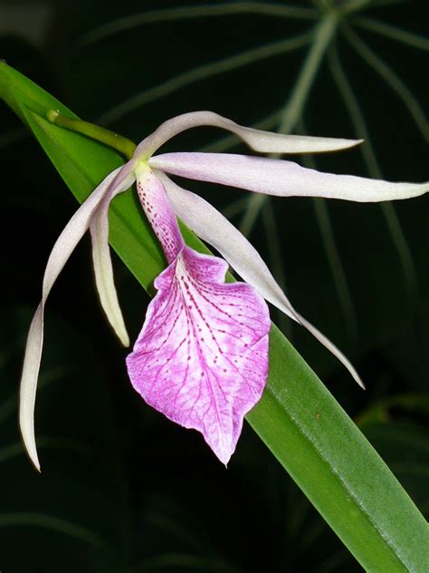 Brassophronitis Morning Glory Brassavola Nodosa X Sophron Flickr