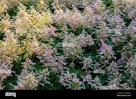 Astilbe Peach Blossom Astilbe X Rosea In Border In Summer Quebec