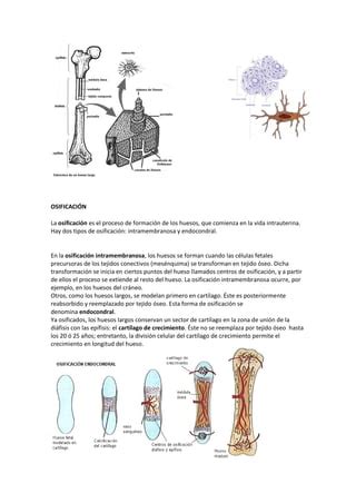 Tejido Oseo Para Colgar 2 PDF