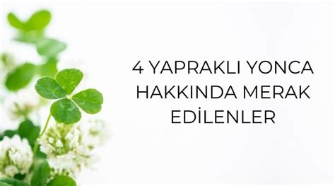 Yoncan N Anlam Nedir Yaprakl Yonca Hakk Nda Merak Edilenler