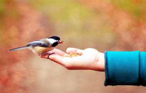 A bird in the hand is worth two in the bush | Engliterra