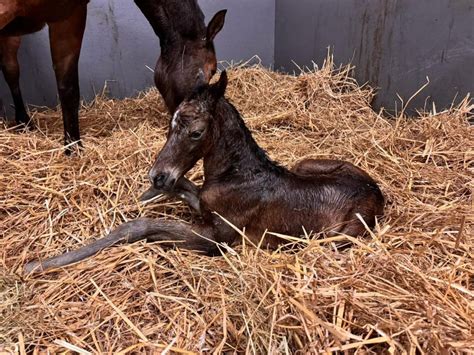 Le Haras Des Coudrettes 16 Mars 2024 21h00 ONeal HDC