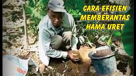 efisien memberantas hama uret youtube