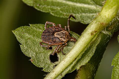 Campinas Confirma Mais Duas Mortes Por Febre Maculosa ACORDA DF