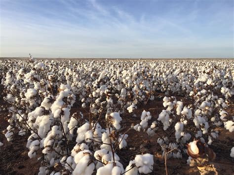 This Pic I Took In West Texas In A Cotton Field Cotton Fields West