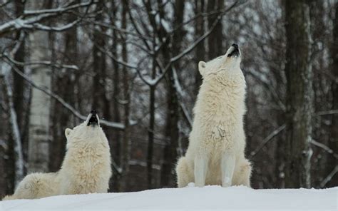 Pin De Henk Sparreboom Em Arctic Wolves