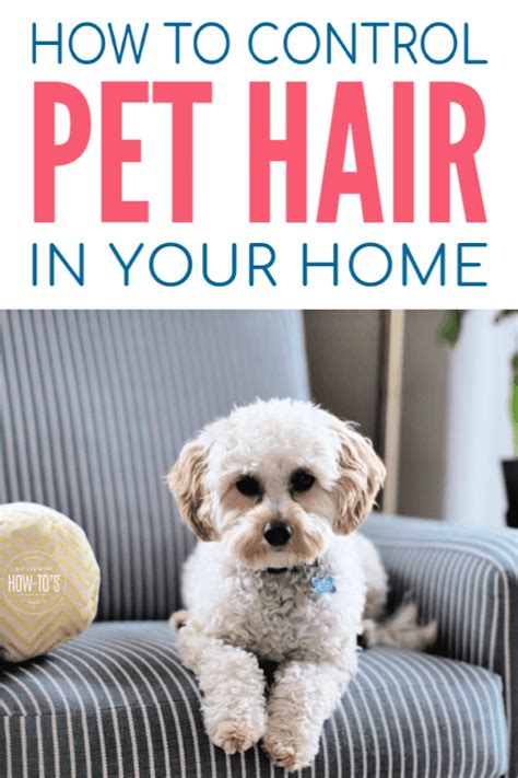 How To Control Pet Hair In Your Home Housewife How Tos