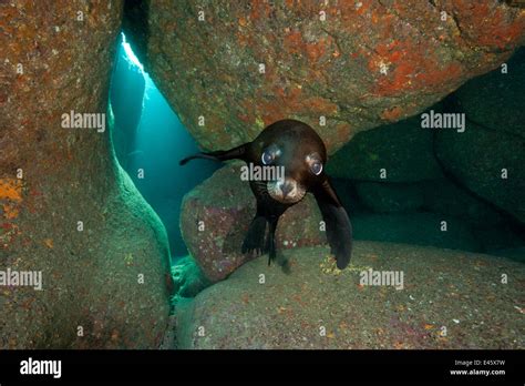 California Sea Lion Pup Zalophus Californianus Portrait In A Rocky