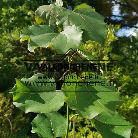 Populus Tremula Erecta Fastigiata Peuplier Tremble Fastigi