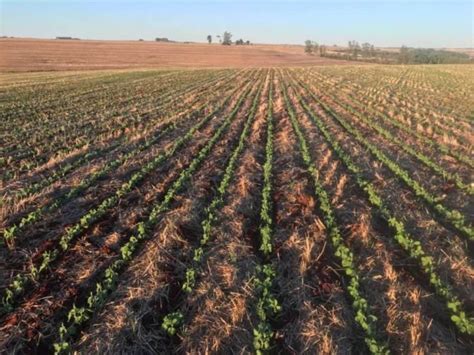 Imea prevê área de soja do MT em 10 79 milhões de hectares Sou Agro