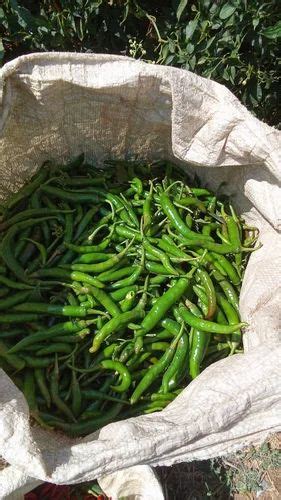 A Grade Fresh Green Chilli Pan India Packaging Size 10 Kg At 28 Kg